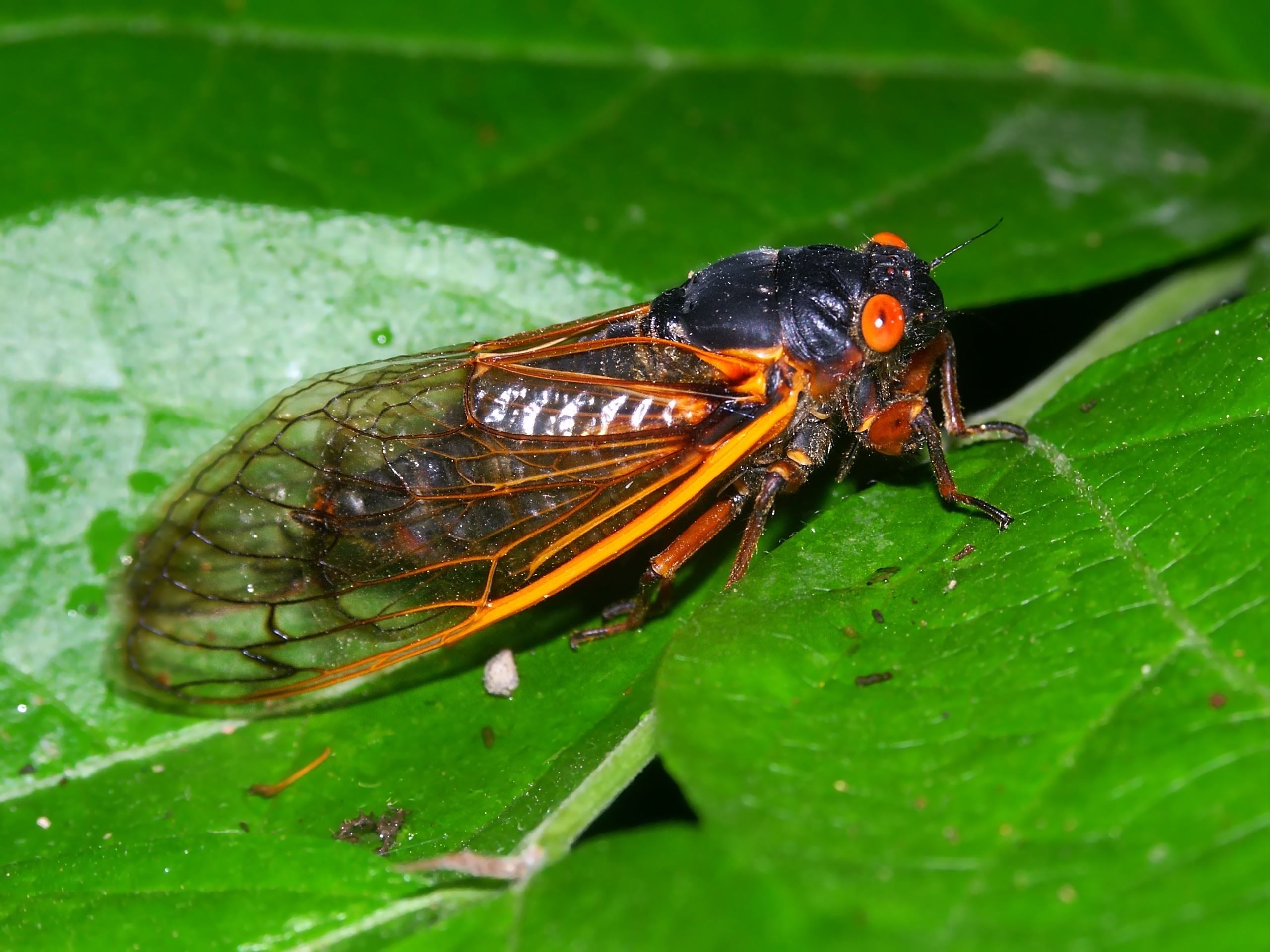 after-17-years-the-brood-x-cicadas-are-emerging-throughout-the-eastern